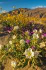 USA, California, Anza Borrego Desert State Park. Blooming desert flowers. Art Print